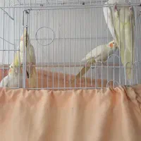 عروس هلندی|پرنده|اردبیل, |دیوار