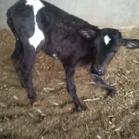 گاو با گوساله ی ماده|حیوانات مزرعه|بیرجند, |دیوار