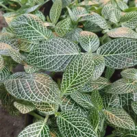 ۷ مدل گل زیر ۱۰۰ هزار تومن|گل و گیاه طبیعی|رشت, حمیدیان|دیوار