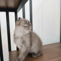 بچه گربه اسکاتیش فولد نر وارداتی