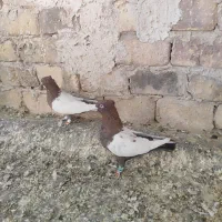 کبوتر رنگی به شرط پرش وجفت|پرنده|تاکستان, |دیوار