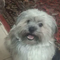 شیتزو های زیبا