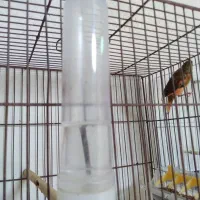 تعدادی جوجه سهره نر و ماده فروشی