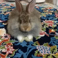 خرگوش کوچک سرحال .|موش و خرگوش|قرچک, زیبا شهر|دیوار