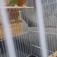 طوطی گرینچک|پرنده|اشنویه, |دیوار