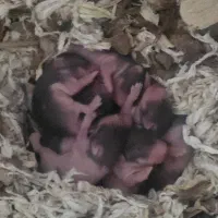 بچه همستر سوری