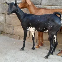 بزها سالم وسرحال|حیوانات مزرعه|میناب, |دیوار