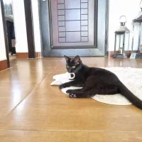 گربه واگذاری