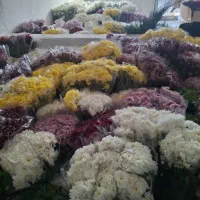 گلسرای وصال