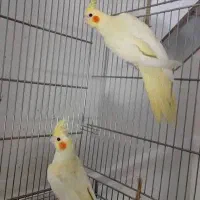 عروس هلندی نر و ماده|پرنده|مبارکه, |دیوار