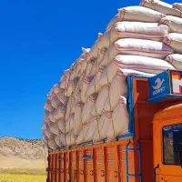 کاه گندم دیم درجه یک
