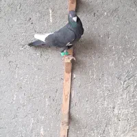 کبوتر رنگی خال آبی قره مینا|پرنده|مشهد, چهاربرج|دیوار