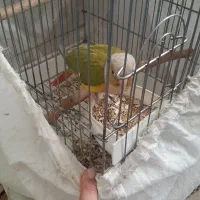 دوعدد گرینچیک سخنگو نر