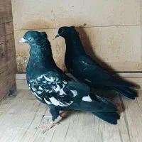 فروش جفت جوجه سینه سیاه|پرنده|شیراز, دارالرحمه|دیوار