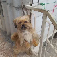 شیتزو سگ خانگی واهلی وخیلی باهوش