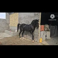 اسب