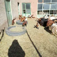 بزوکره|حیوانات مزرعه|چترود, |دیوار