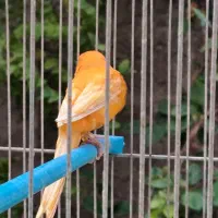 جوجه قناری|پرنده|ابریشم, |دیوار