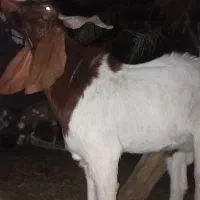 نری پاکستانی