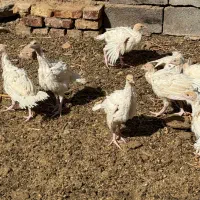 جوجه بوقلمون چهل روزه بیرونی سیکس اصل وزن ۱.۵|حیوانات مزرعه|رفسنجان, |دیوار