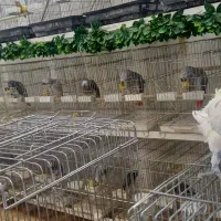 سلطان کاسکو هابه پایین ترین قیمت وبالاترین کیفیت