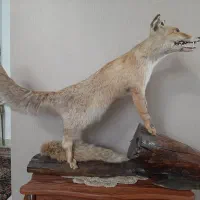 مجسمه روباه