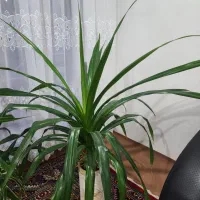 گل پاندانوس