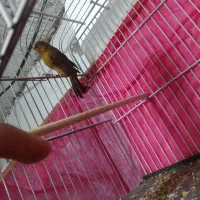 قناری|پرنده|کرمان, |دیوار