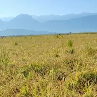 چلتوک طارم محلی