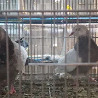 سینه ابی|پرنده|شیراز, شهرک والفجر|دیوار