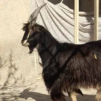 یک عدد بزغاله نر کیلو ۴۶۰