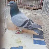 فروشی یامعاوضه هم دارم