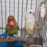 طوطی برزیلی کارداده ماده کرمینو چشم  شرابی