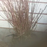 نهال یک ساله بادام