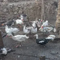 غاز بزرگ برای فروش|حیوانات مزرعه|کازرون, |دیوار