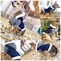 هودی سگ|لوازم جانبی حیوانات|تهران, فردوسی|دیوار