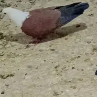 کبوترسرسفید یا مخملی