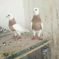 طوقی خالدار و دوکت پلاکی