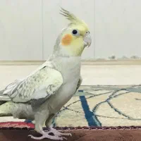 2 عدد طوطی عروس هلندی مرواریدی رام و دستی سرحال|پرنده|بردسیر, |دیوار