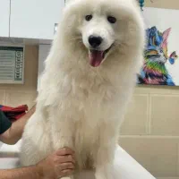 سگ سامویید|سگ|رشت, سلیمانداراب|دیوار