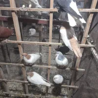 تعدادی کفتر رنگی .واکسن خورده.از پر دراومده|پرنده|قزوین, |دیوار