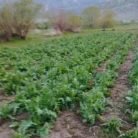 سرکارگر کشاورزی هستم