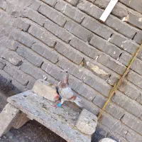 کبوتر صید|پرنده|تربت‌حیدریه, فرمانداری|دیوار