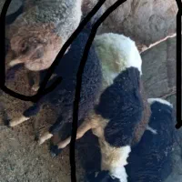بره نر