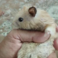 همستر|موش و خرگوش|تهران, دهقان|دیوار