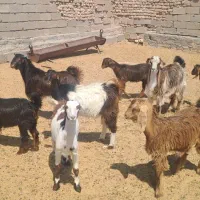 فروش حدود ۱۲ راس کهره نر و ماده|حیوانات مزرعه|حنا, |دیوار