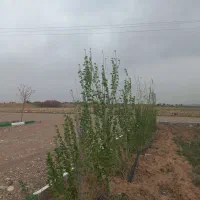 قطعات باغ با سند تک برگ|فروش زمین و ملک کلنگی|زرندیه, |دیوار