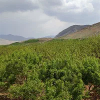 انواع طرح عمان خام،مثمر|فروش دفتر صنعتی، کشاورزی، تجاری|سامان, |دیوار