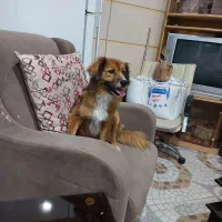 سگ آشپزی واگذاری