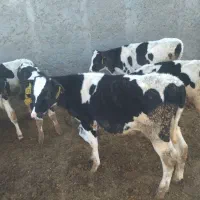 گوساله قطع شیر